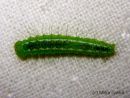 Rivula_sericealis_larva_puroyokkonen_toukka_12_6_2015_28229.jpg