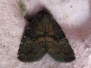 Tiedostonimi=Rusina_ferruginea_male_varjoyokkonen_koiras_IMG_5408.jpg
Tiedostokoko=95kt
Koko=600x450
Lisätty=07.04.2018 Rusina_ferruginea_male_varjoyokkonen_koiras_IMG_5408.jpg