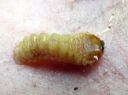 Saperda_carcharias_larva_runkohaapsanen_toukka_IMG_3807.JPG