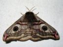 Saturnia_pavonia_female_pikkuriikinkukkokehraaja_naaras_IMG_0872.jpg