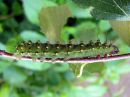 Saturnia_pavonia_larva_pikkuriikinkukkokehraaja_toukka_IMG_8302.JPG