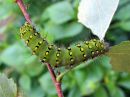 Saturnia_pavonia_larva_pikkuriikinkukkokehraaja_toukka_IMG_8303.JPG