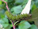 Saturnia_pavonia_larva_pikkuriikinkukkokehraaja_toukka_IMG_8304.JPG