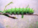 Saturnia_pavonia_larva_pikkuriikinkukkokehraaja_toukka_IMG_9177.JPG