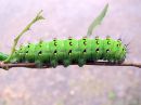 Saturnia_pavonia_larva_pikkuriikinkukkokehraaja_toukka_IMG_9181.JPG