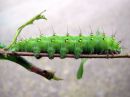 Saturnia_pavonia_larva_pikkuriikinkukkokehraaja_toukka_IMG_9182.JPG