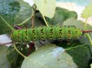 Saturnia_pavonia_larva_pikkuriikinkukkokehraaja_toukka_IMG_9483.JPG