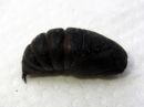 Saturnia_pavonia_pupa_pikkuriikinkukkokehraaja_kotelo_IMG_3229.JPG