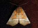 Tiedostonimi=Scoliopteryx_libatrix_liuskayokkonen_IMG_3243.jpg
Tiedostokoko=71kt
Koko=600x450
Lisätty=27.02.2017 Scoliopteryx_libatrix_liuskayokkonen_IMG_3243.jpg