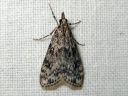 Scoparia_ambigualis_metsasammalkoisa_IMG_1459.JPG