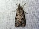 Scoparia_ambigualis_metsasammalkoisa_IMG_4139.JPG