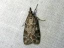 Scoparia_ambigualis_metsasammalkoisa_IMG_4248.JPG