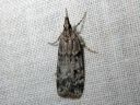 Scoparia_ambigualis_metsasammalkoisa_IMG_4451.JPG