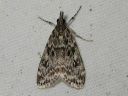 Scoparia_ambigualis_metsasammalkoisa_IMG_4648.JPG