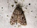 Scoparia_ambigualis_metsasammalkoisa_IMG_7000.JPG