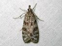 Scoparia_ambigualis_metsasammalkoisa_IMG_7251.JPG