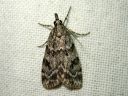 Scoparia_ambigualis_metsasammalkoisa_IMG_9257.JPG