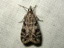 Scoparia_ambigualis_metsasammalkoisa_IMG_9476.JPG