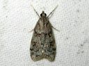 Scoparia_ancipitella_rytosammalkoisa_IMG_5198.JPG