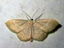 Scopula_floslactata_maitolehtimittari_IMG_3935.JPG