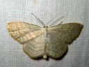 Scopula_floslactata_maitolehtimittari_IMG_5534.JPG