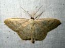 Scopula_floslactata_maitolehtimittari_IMG_5679.JPG