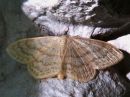 Scopula_floslactata_maitolehtimittari_IMG_5916.jpg