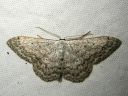 Scopula_incanata_harmolehtimittari_IMG_0496.JPG