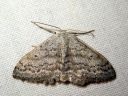 Scopula_incanata_harmolehtimittari_IMG_4038.JPG