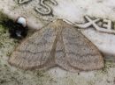 Scopula_ternata_mustikkalehtimittari_IMG_3212.jpg