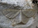 Scopula_ternata_mustikkalehtimittari_IMG_5038.jpg