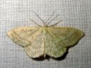 Scopula_ternata_mustikkalehtimittari_IMG_6680.JPG