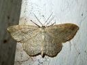 Scopula_ternata_mustikkalehtimittari_IMG_9749.JPG