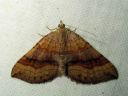 Scotopteryx_chenopodiata_female_pihamittari_naaras_IMG_0574.JPG