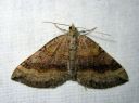 Scotopteryx_chenopodiata_female_pihamittari_naaras_IMG_4722.JPG