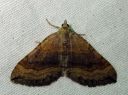 Scotopteryx_chenopodiata_female_pihamittari_naaras_IMG_6707.JPG