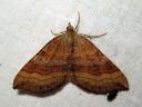 Scotopteryx_chenopodiata_female_pihamittari_naaras_IMG_6802.JPG