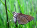 Scotopteryx_chenopodiata_female_pihamittari_naaras_IMG_8503.JPG