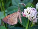 Scotopteryx_chenopodiata_male_pihamittari_koiras_IMG_1107.JPG