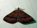 Scotopteryx_chenopodiata_male_pihamittari_koiras_IMG_1764.JPG