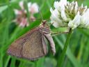 Scotopteryx_chenopodiata_male_pihamittari_koiras_IMG_4531.JPG