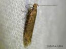 Scrobipalpa_acuminatella_niittyjaytajakoi_26_6_2015_28229.jpg