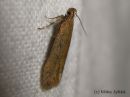 Scrobipalpa_acuminatella_niittyjaytajakoi_8_6_2015_28229.JPG