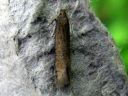 Scrobipalpa_acuminatella_niittyjaytajakoi_IMG_0831.JPG