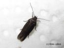 Scythris_potentillella_hietikkosukkulakoi_16_6_2017.jpg