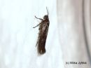 Filename=Scythris_potentillella_hietikkosukkulakoi_8_6_2017.jpg
Filesize=28KiB
Dimensions=600x450
Date added=Jan 15, 2018 Scythris_potentillella_hietikkosukkulakoi_8_6_2017.jpg