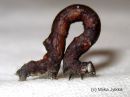 Selenia_dentaria_larva_kakskuumittari_toukka_17_8_2015_28229.JPG