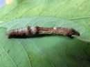 Selenia_dentaria_larva_kakskuumittari_toukka_IMG_1373.jpg