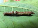 Selenia_dentaria_larva_kakskuumittari_toukka_IMG_1376.jpg