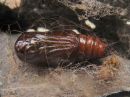 Selenia_dentaria_pupa_kakskuumittari_kotelo_IMG_2088.jpg